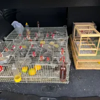 Aves silvestres s&atilde;o resgatadas em porta-malas de ve&iacute;culo, na BR-153