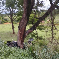 Sa&iacute;da de pista e colis&atilde;o com &aacute;rvore deixa duas v&iacute;timas na BR-153