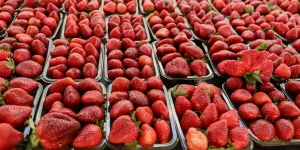 Fam&iacute;lia atendida pela Emater Goi&aacute;s se consolida no cultivo de morango