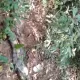 Crime Ambiental: jibóias são apreendidas
