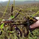 Produtores estimam quebra de 40% na produção de feijão em Goiás