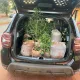 Preso jovem que cultivava maconha e ostentava plantação nas redes