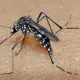 Goiás confirma 4 mortes por dengue este ano