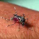 Número de imóveis em Goaituba com foco de Aedes aegypti preocupa