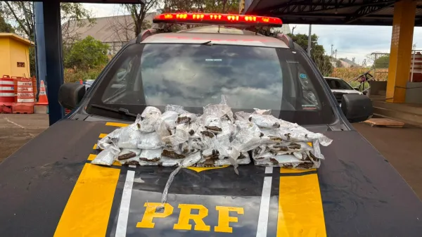 Mulheres s&atilde;o flagradas com drogas presas ao corpo durante fiscaliza&ccedil;&atilde;o da PRF na BR-060