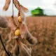 Economia: Para USDA, Brasil deverá manter a 1ª posição na produção mundial de soja