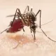 Manejo Ambiental contra a dengue começa segunda