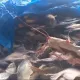 PRF detém comerciante transportando pescado irregular na BR-153