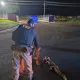 PRF resgata jacaré que vagava pela BR-153 em Itumbiara