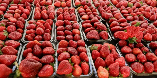 Fam&iacute;lia atendida pela Emater Goi&aacute;s se consolida no cultivo de morango