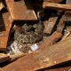 Bombeiros capturam cobra em instituição de ensino superior