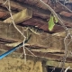 Bombeiros resgatam cobra em sede de fazenda