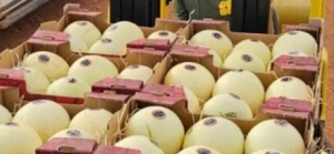 Fruticultura em Goiás: um setor em expansão com a contribuição do Senar Goiás