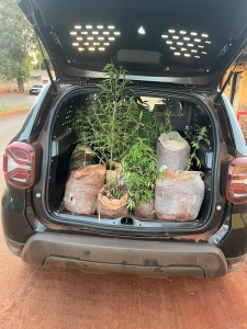 Preso jovem que cultivava maconha e ostentava plantação nas redes
