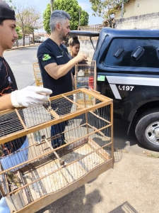 Polícia Civil investiga caso de maus-tratos a animais em Caldas Novas