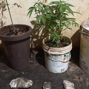 Estufa indoor de maconha; lesão corporal contra o próprio pai