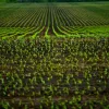 Congresso derruba vetos na Lei do Agro para evitar tributos ao produtor rural