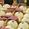 Fruticultura em Goiás: um setor em expansão com a contribuição do Senar Goiás