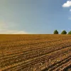 Agrodefesa reafirma obrigatoriedade do vazio sanitário da soja até o dia 30 de setembro