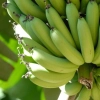Preço da banana sobe e produtores correm para recuperar o prejuízo