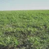 Vazio sanitário da soja entra na etapa final