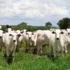 Declaração de rebanhos e vacinação contra raiva continuam obrigatórias