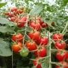 Tomate tem alta de 150%