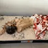 PC concluí investigação que apurava maus tratos e morte de italiano