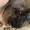 Polícia Civil indicia homem por maus tratos a animais