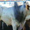 Genética de qualidade pode definir sucesso no negócio