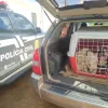 Polícia Civil resgata cães em situação de maus-tratos