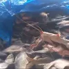 PRF detém comerciante transportando pescado irregular na BR-153