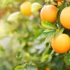 Brasil se destaca como maior produtor mundial de laranja e exportador de suco da fruta