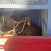 Adolescente é atacada por cão da raça Pitbull